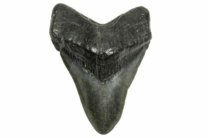 Fossil Megalodon Tooth - South Carolina #370004